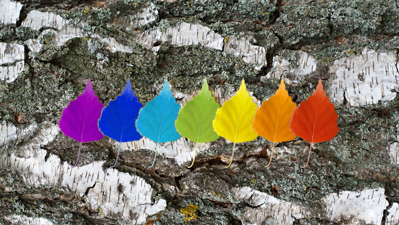 Different color birch leafs