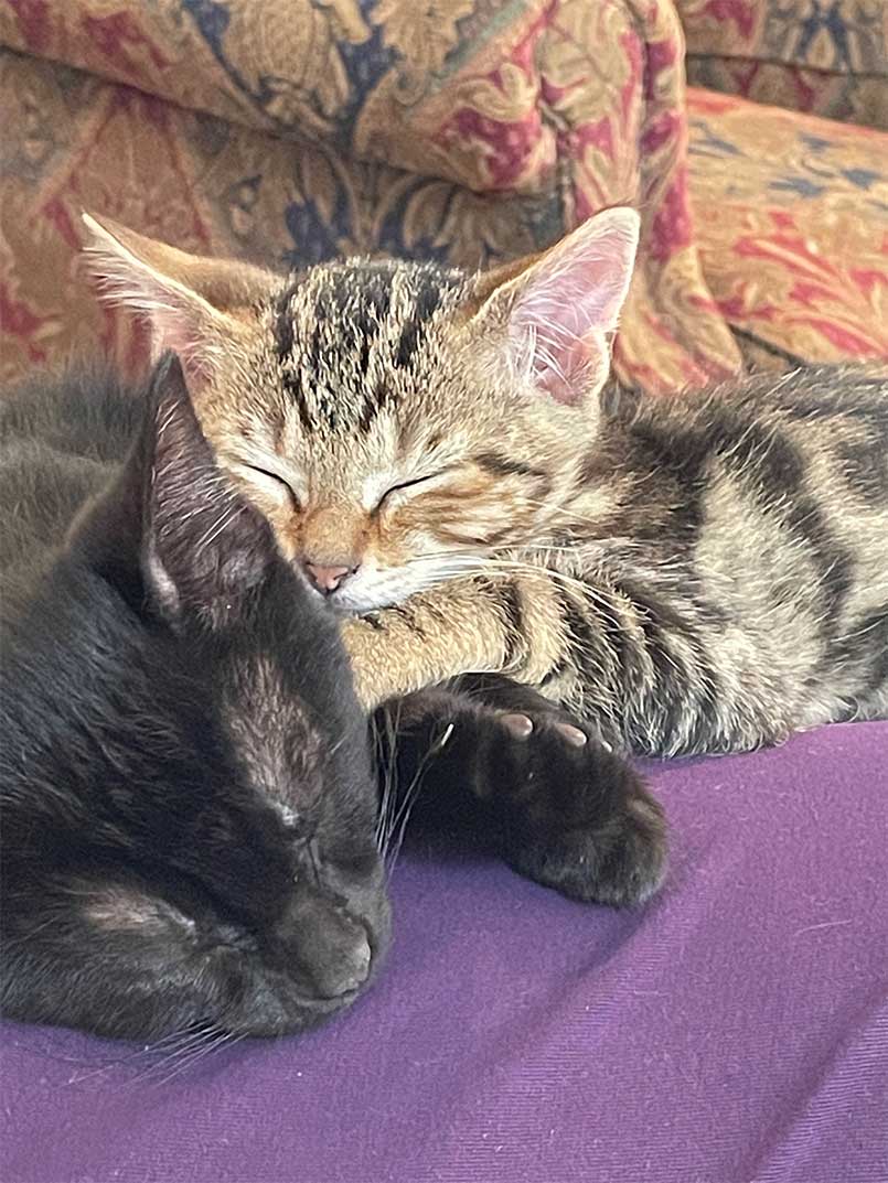 birchlight-energy-blog-cindys-kittlies-805x1073 Kittens