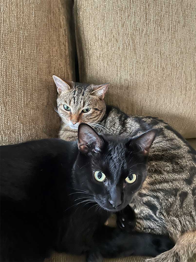4-Birchlight-Energy-blog-carry-your-melody-kitties-805x1073 image